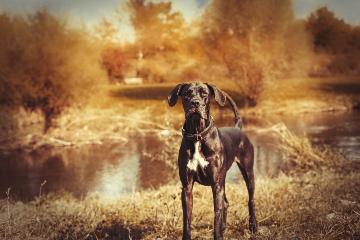 Hundeshooting im Herbst Hundefotografie in Zürich