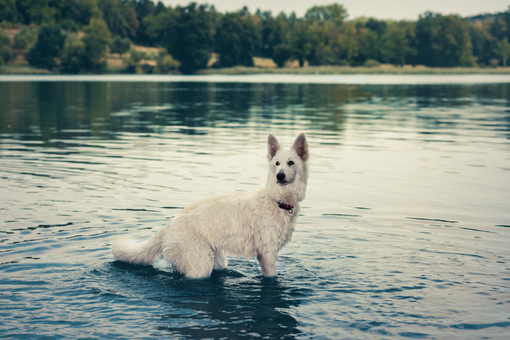 _21A4761-Edit Hundefotoshooting im Frühling