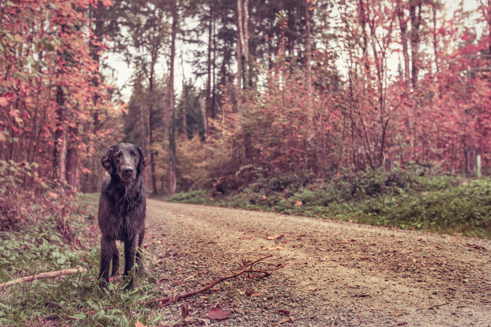 Hunde-Fotoshooting im Herbst in Zürich