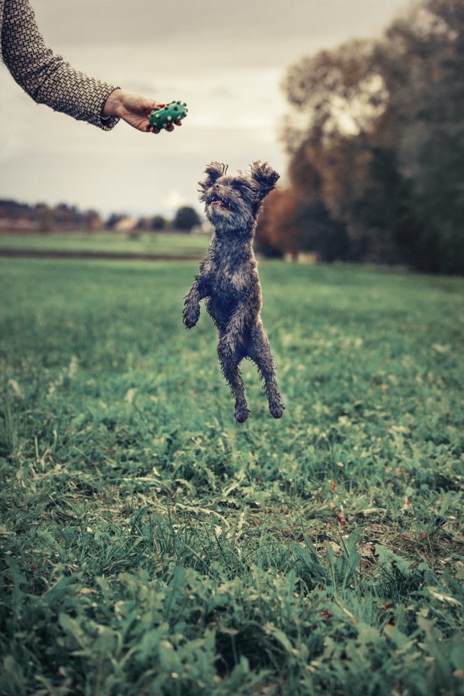 bolonka-1 Hundefotos-in-Zürich