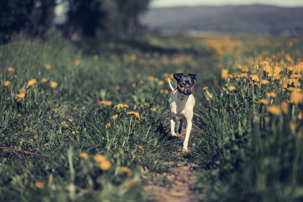 japan-terrier Hundefotoshooting im Frühling