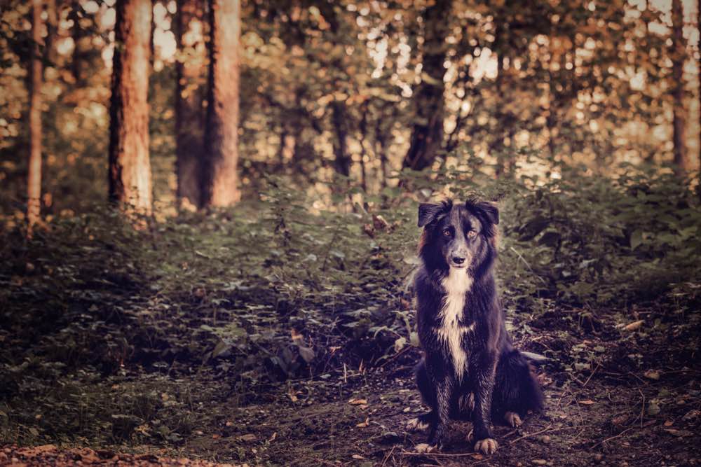 Hundefotoshooting-Zürich Hundefotoshooting-Zürich-outdoors