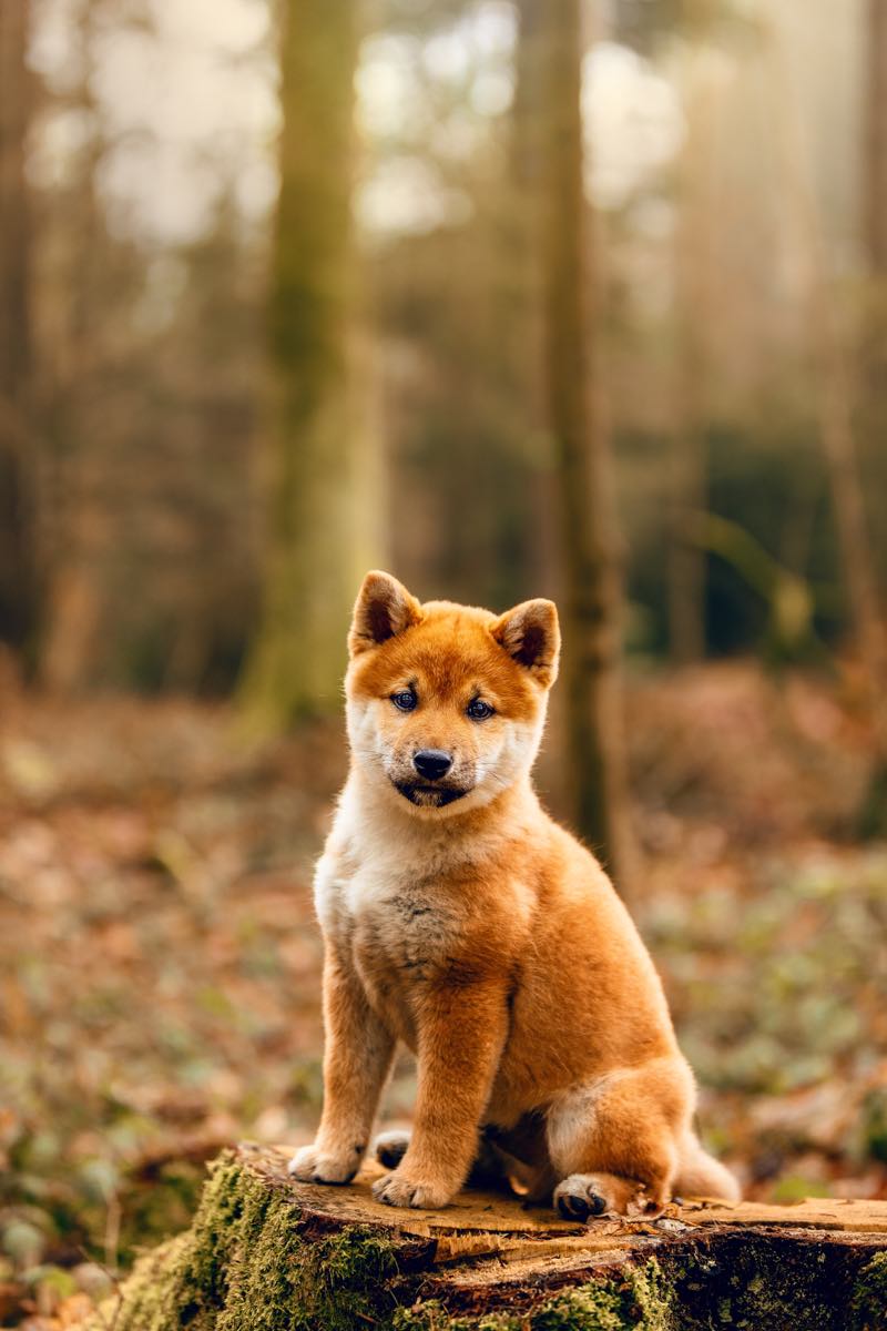 Hundefotoshooting in Zurich Hundeshooting in Zurich