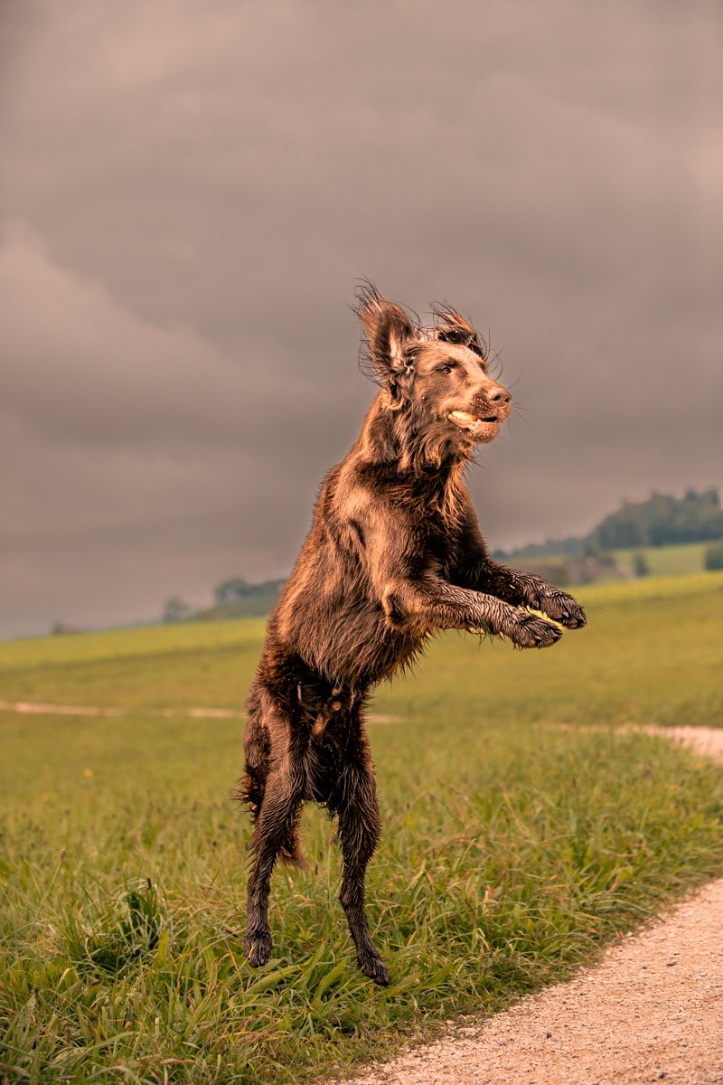 Dog photographer in Zurich Dog Photography in Zurich