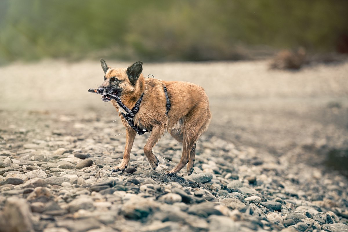 hundefotograf in Zurich Hundeshooting outdoors