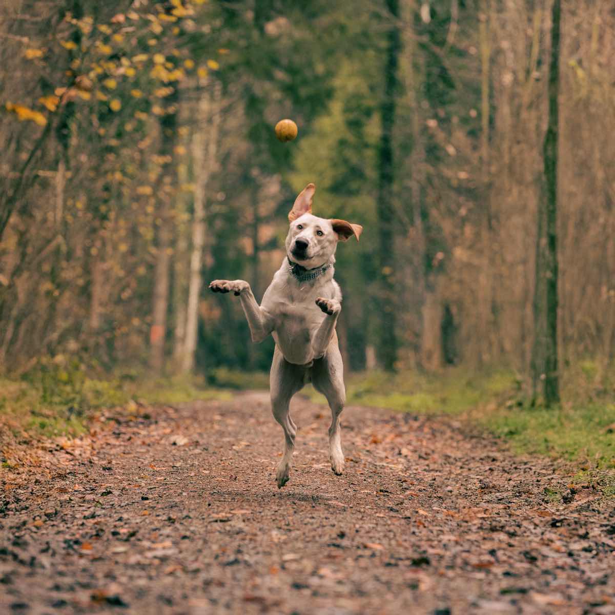 Hundeshooting in Zurich