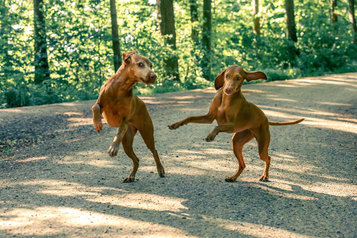 Hunde Fotos outdoors in Zurich Hundeshooting in Zurich