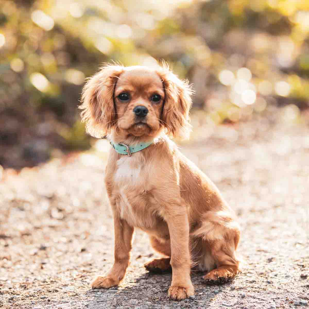 Hundefotoshooting in Zurich