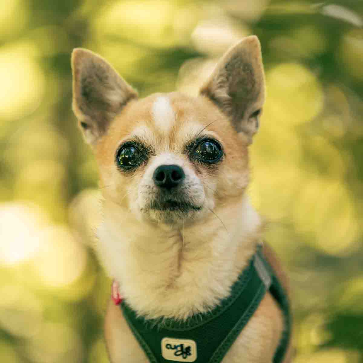 Hundefotografie n Zürich