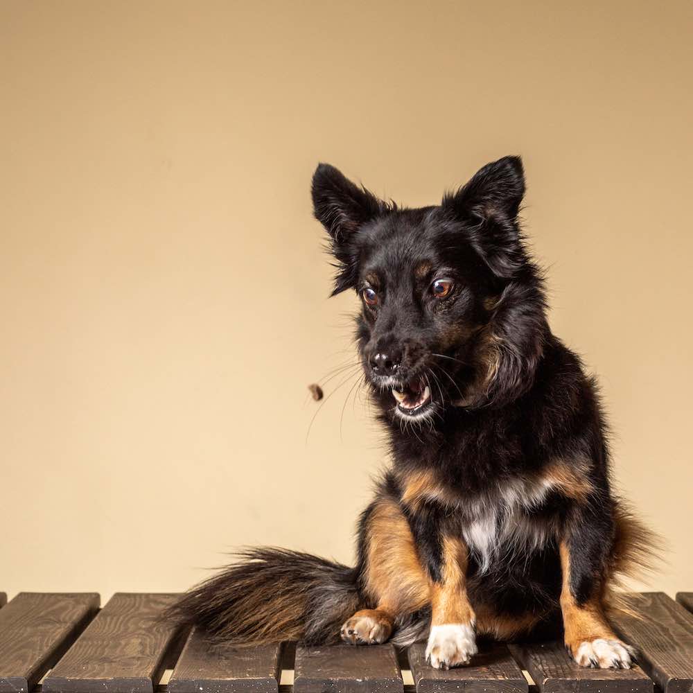 leckerli-yellow Hundefotoshooting-mit-Leckerli-Zürich